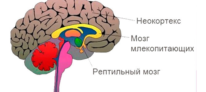 Структура мозга человека